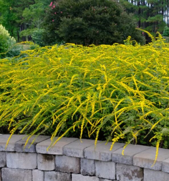 Zeltgalvīte 'Fireworks' (pieejams no jūnija)